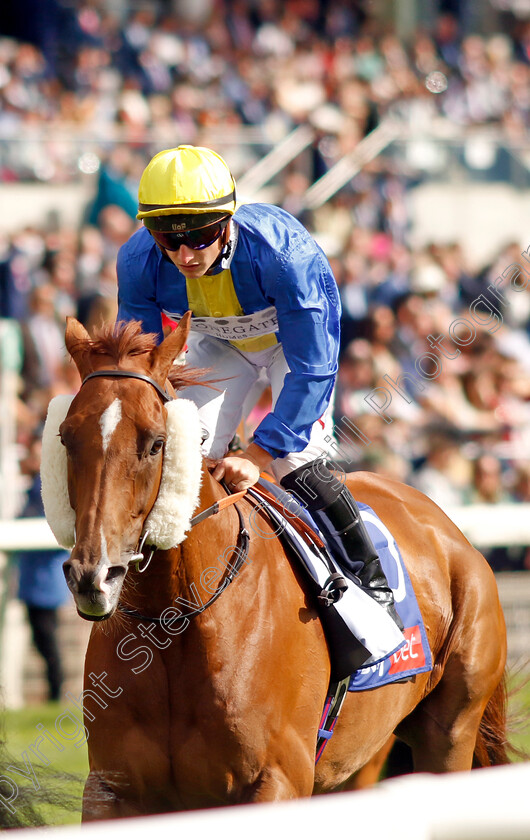 Saratoga-Gold-0001 
 SARATOGA GOLD (Tom Marquand)
York 26 Aug 2023 - Pic Steven Cargill / Racingfotos.com