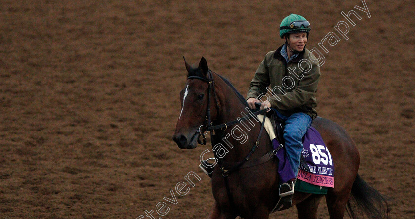 Capla-Temptress-0001 
 CAPLA TEMPTRESS training for The Breeders' Cup Juvenile Fillies Turf at Del Mar USA 31 Oct 2017 - Pic Steven Cargill / Racingfotos.com