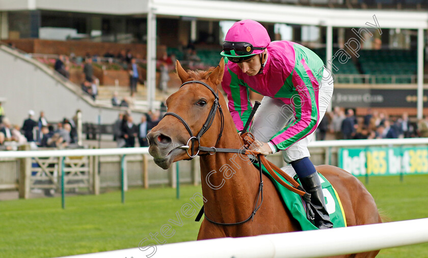 Seaward-0001 
 SEAWARD (Hector Crouch)
Newmarket 13 Oct 2023 - Pic Steven Cargill / Racingfotos.com