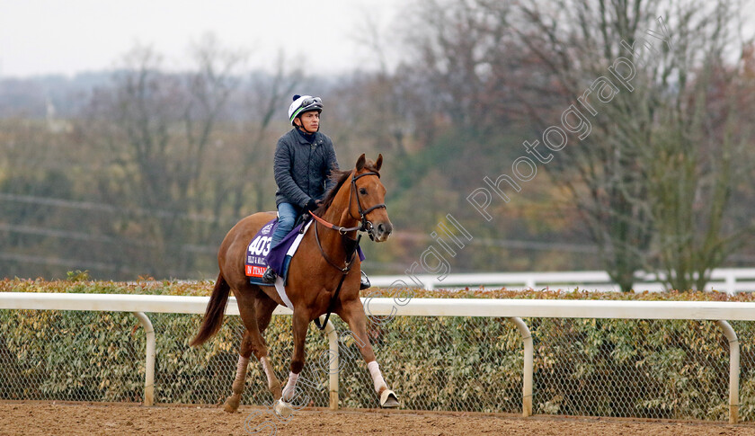 In-Italian-0001 
 IN ITALIAN training for the Breeders' Cup Filly & Mare Turf
Keeneland, USA 31 Oct 2022 - Pic Steven Cargill / Racingfotos.com