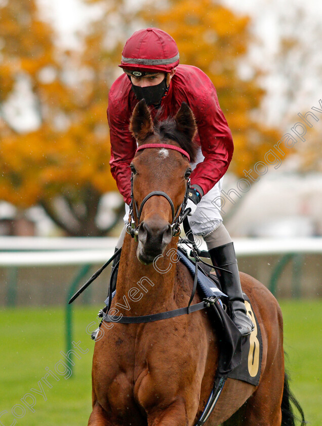 Sun-Bear-0002 
 SUN BEAR (Kieran O'Neill)
Newmarket 21 Oct 2020 - Pic Steven Cargill / Racingfotos.com