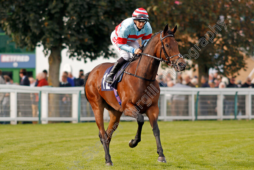 Vintage-Folly-0001 
 VINTAGE FOLLY (Josephine Gordon) Yarmouth 20 Sep 2017 - Pic Steven Cargill / Racingfotos.com