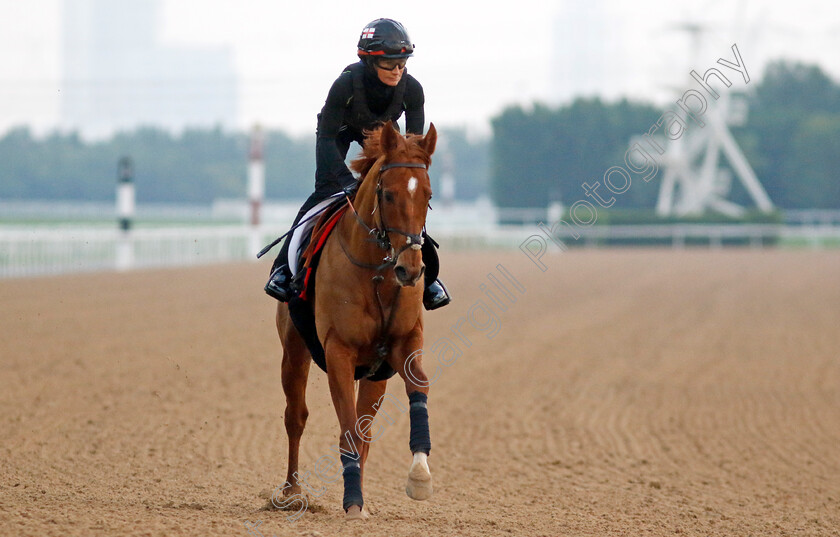 Restrict-0002 
 RESTRICT training at the Dubai Racing Carnival 
Meydan 4 Jan 2024 - Pic Steven Cargill / Racingfotos.com