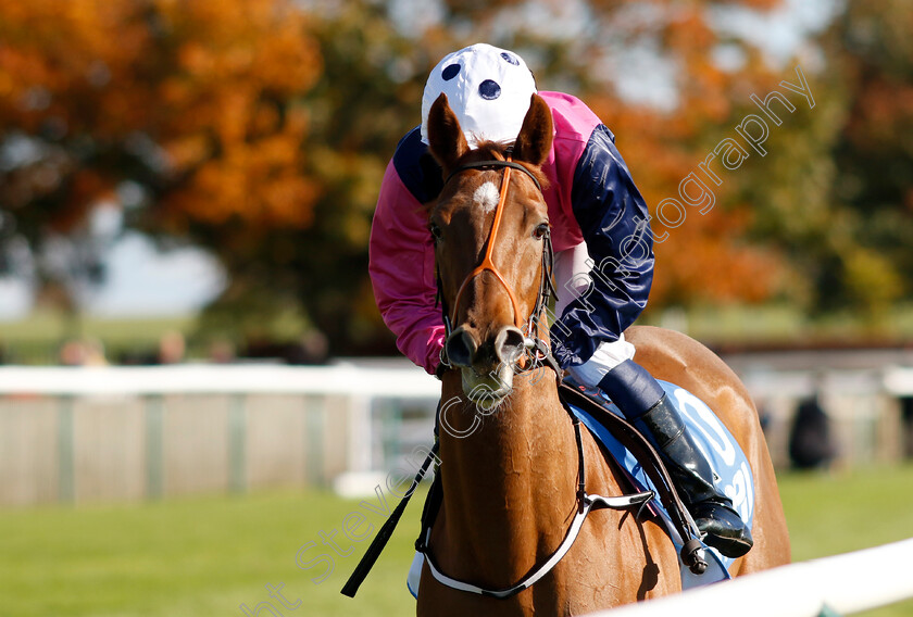 Grande-Marques-0002 
 GRANDE MARQUES (William Buick)
Newmarket 11 Oct 2024 - Pic Steven Cargill / Racingfotos.com