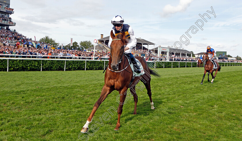 Ottoman-Emperor-0002 
 OTTOMAN EMPEROR (Ben Coen)
Doncaster 11 Sep 2021 - Pic Steven Cargill / Racingfotos.com