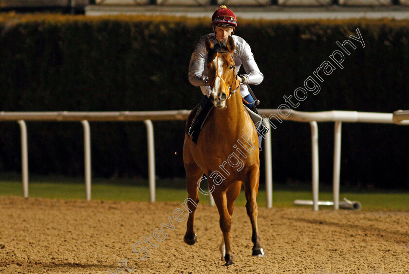 Haayem-0002 
 HAAYEM (Luke Catton)
Wolverhampton 21 Feb 2020 - Pic Steven Cargill / Racingfotos.com