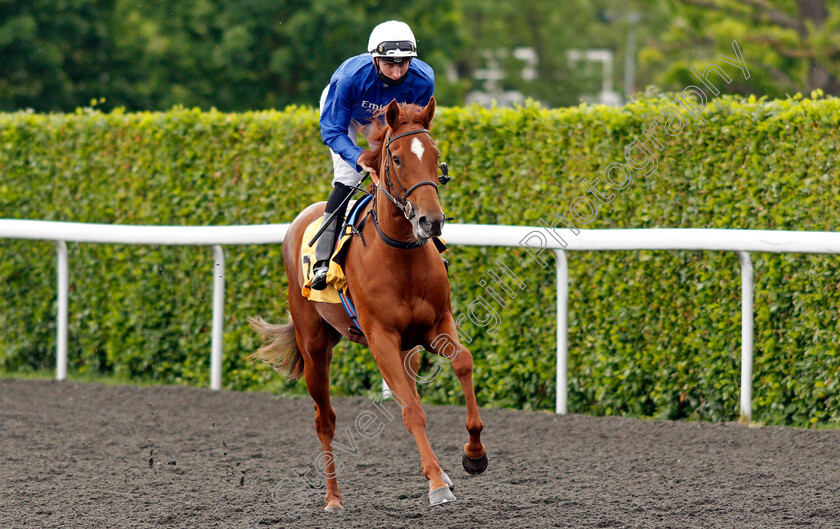 Golden-Romance-0001 
 GOLDEN ROMANCE (Hector Crouch)
Kempton 2 Jun 2021 - Pic Steven Cargill / Racingfotos.com