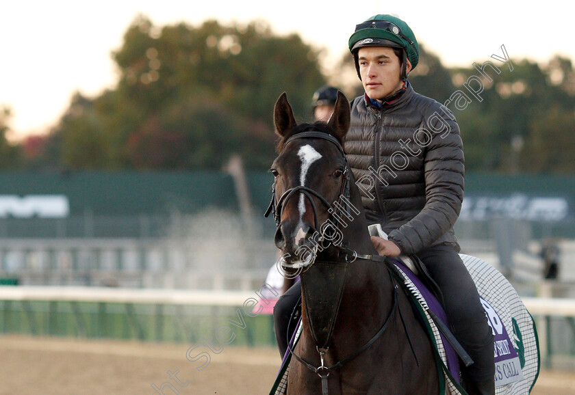 Soldier s-Call-0003 
 SOLDIER'S CALL exercising ahead of The Breeders' Cup Juvenile Turf Sprint
Churchill Downs USA 29 Oct 2018 - Pic Steven Cargill / Racingfotos.com