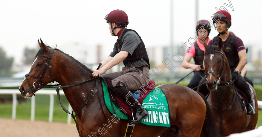 Hunting-Horn-0002 
 HUNTING HORN training for The Dubai Sheema Classic
Meydan 28 Mar 2019 - Pic Steven Cargill / Racingfotos.com