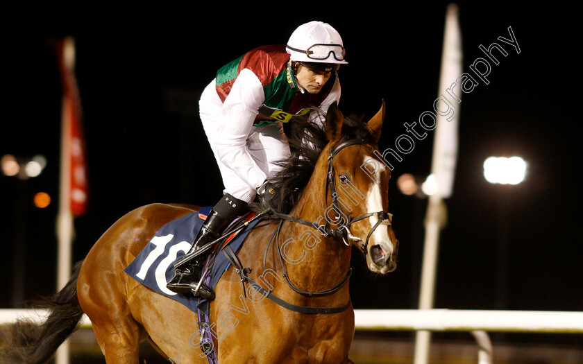 She s-Got-You-0001 
 SHE'S GOT YOU (Robert Havlin) winner of The Ladbrokes Home Of The Odds Boost Fillies Novice Stakes Div1
Wolverhampton 10 Dec 2018 - Pic Steven Cargill / Racingfotos.com