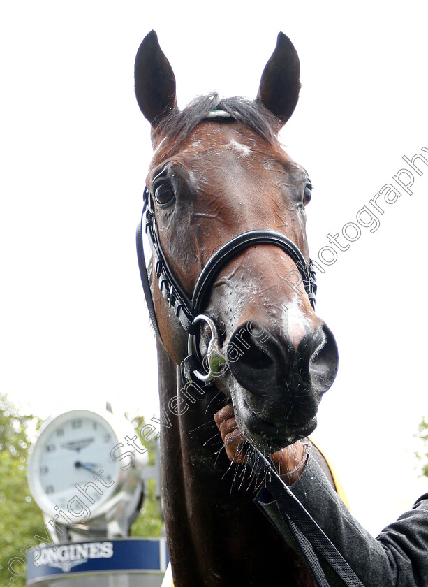 Calyx-0011 
 CALYX after The Coventry Stakes
Royal Ascot 19 Jun 2018 - Pic Steven Cargill / Racingfotos.com