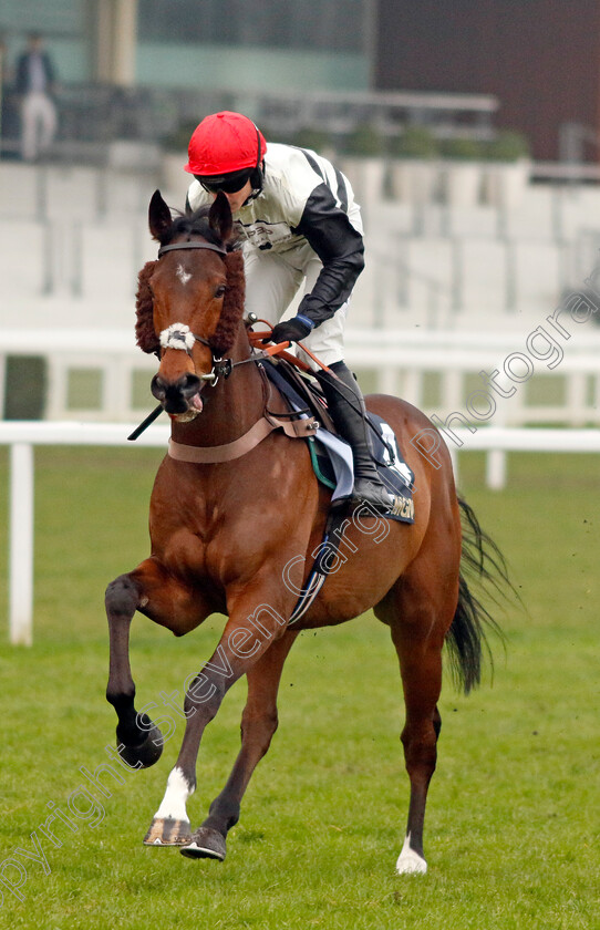 Altobelli-0008 
 ALTOBELLI (Bryan Carver) winner of The Betmgm Holloway's Handicap Hurdle
Ascot 18 Jan 2025 - Pic Steven Cargill / Racingfotos.com