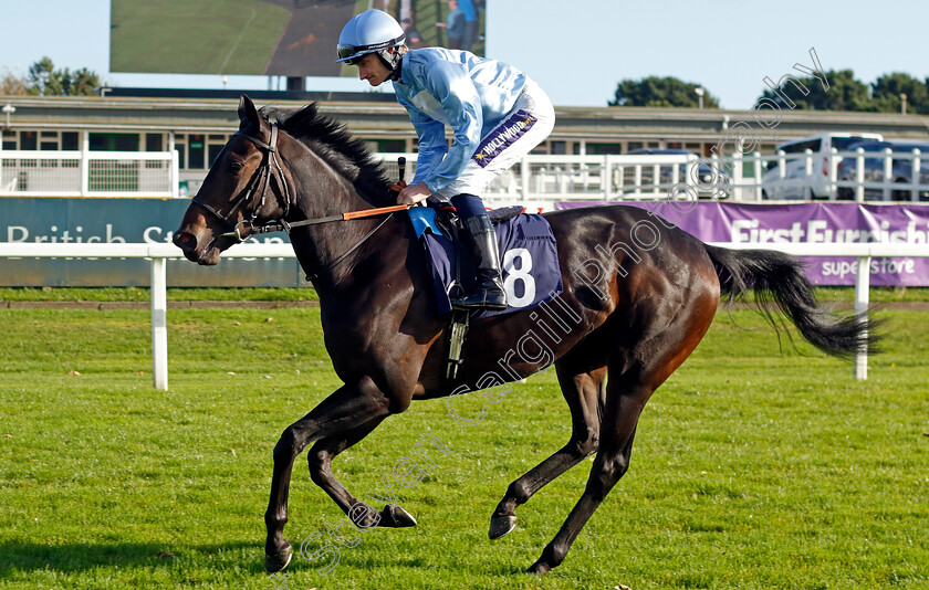 Word-Of-Mouth-0001 
 WORD OF MOUTH (Daniel Muscutt)
Yarmouth 22 Oct 2024 - Pic Steven Cargill / Racingfotos.com