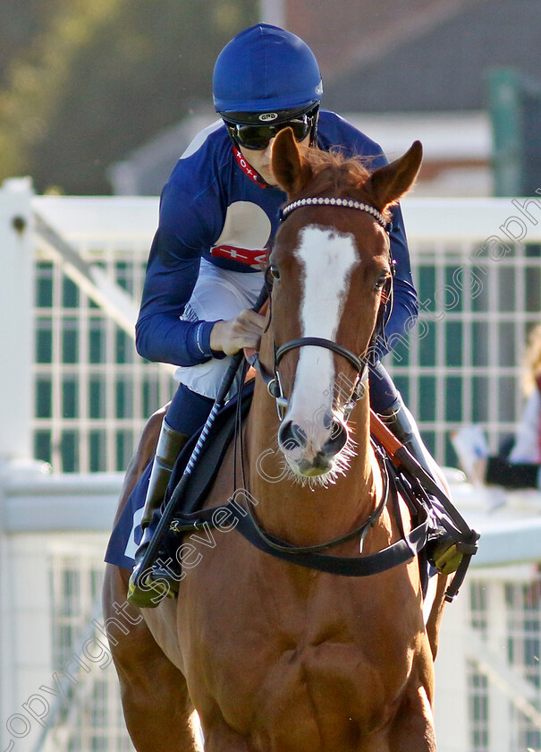 Between-The-Covers-0002 
 BETWEEN THE COVERS (George Wood)
Yarmouth 18 Oct 2022 - Pic Steven Cargill / Racingfotos.com