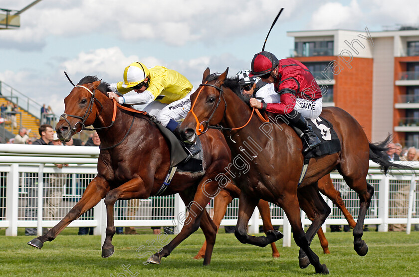 Rogue-0003 
 ROGUE (right, Tom Marquand) beats RED ROMAN (left) in The Dubai Duty Free Nursery Newbury 22 Sep 2017 - Pic Steven Cargill / Racingfotos.com