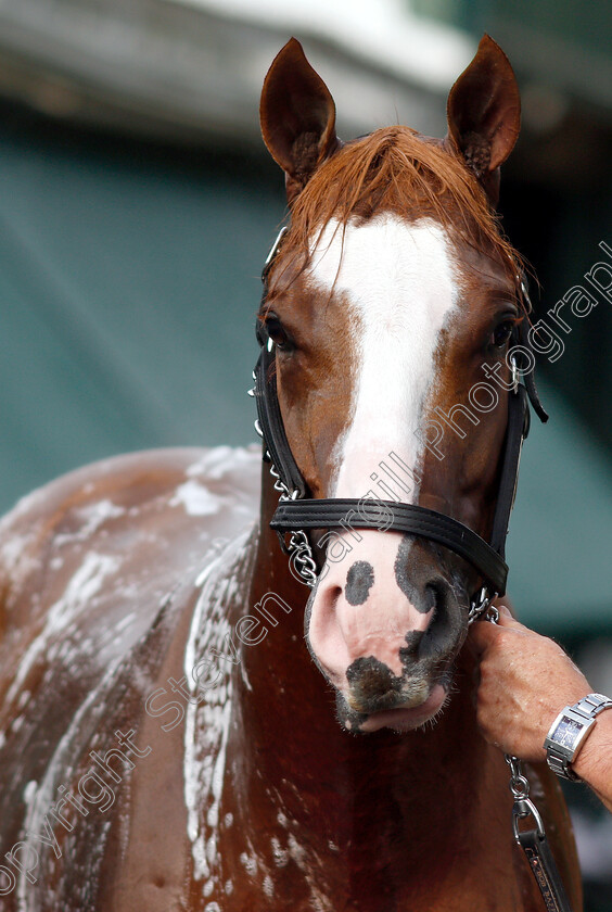 Improbable-0018 
 IMPROBABLE recieves a bath after exercising in preparation for the Preakness Stakes
Pimlico, Baltimore USA, 16 May 2019 - Pic Steven Cargill / Racingfotos.com