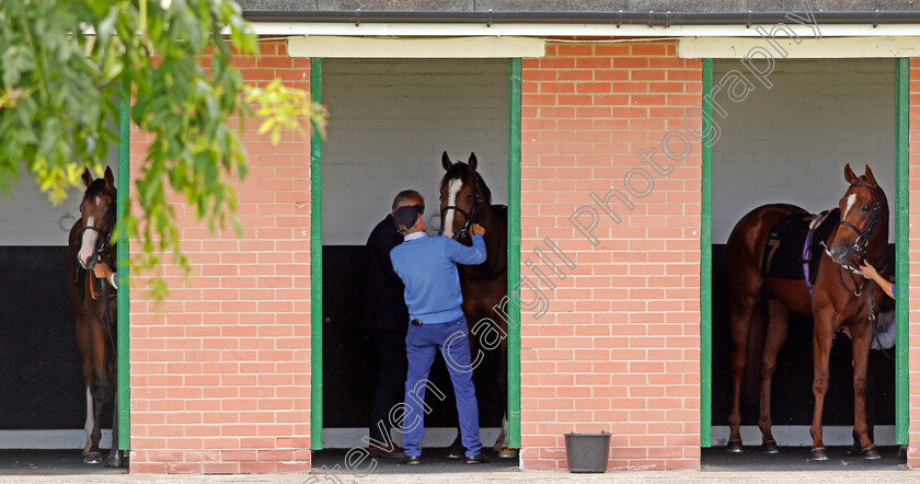 Saddling 
 Horses being saddled for the first race
Nottingham 10 Aug 2021 - Pic Steven Cargill / Racingfotos.com