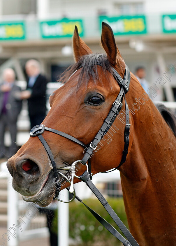 Ottoman-Fleet-0006 
 OTTOMAN FLEET winner of The bet365 Earl of Sefton Stakes
Newmarket 18 Apr 2023 - Pic Steven Cargill / Racingfotos.com