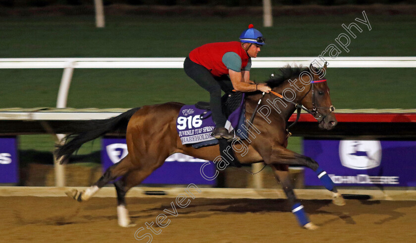 Shareholder-0002 
 SHAREHOLDER training for the Breeders' Cup Juvenile Turf Sprint
Del Mar USA 30 Oct 2024 - Pic Steven Cargill / Racingfotos.com