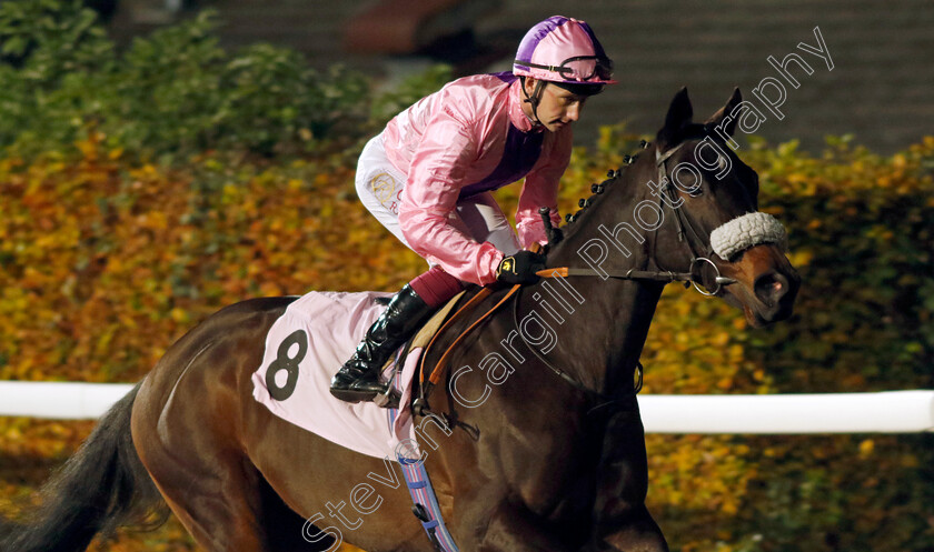 Mucha-Muchacha-0001 
 MUCHA MUCHACHA (Oisin Murphy)
Kempton 15 Nov 2023 - Pic Steven Cargill / Racingfotos.com