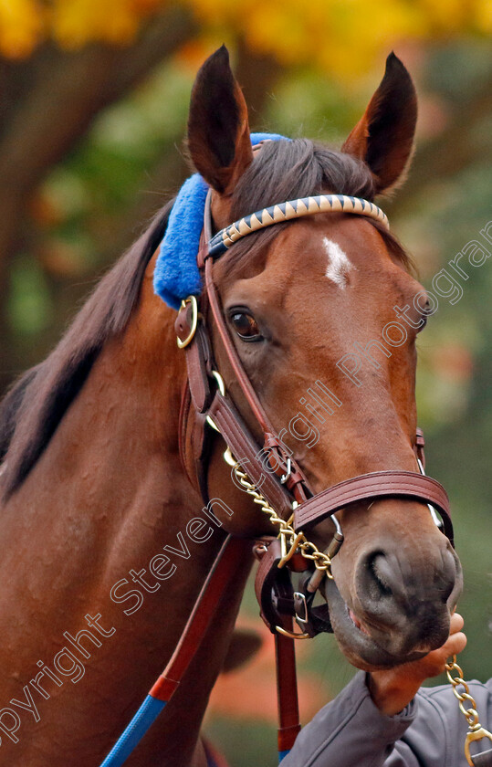 Flightline-0011 
 FLIGHTLINE training for the Breeders' Cup Classic
Keeneland USA 2 Nov 2022 - Pic Steven Cargill / Racingfotos.com