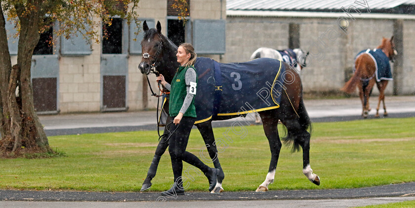 Murphy s-Dream-0003 
 MURPHY'S DREAM
Southwell 4 Oct 2022 - Pic Steven Cargill / Racingfotos.com