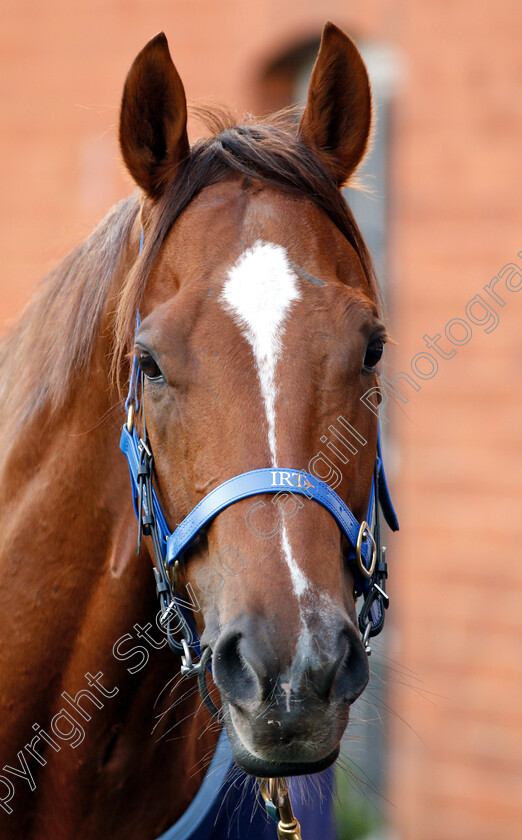 Redkirk-Warrior-0014 
 Australian trained REDKIRK WARRIOR in Newmarket ahead of his Royal Ascot challenge
Newmarket 14 Jun 2018 - Pic Steven Cargill / Racingfotos.com