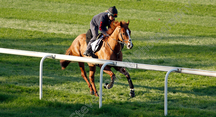 Itsatenfromlen-0001 
 ITSATENFROMLEN training at the Dubai Racing Carnival
Meydan 22 Jan 2025 - Pic Steven Cargill / Racingfotos.com