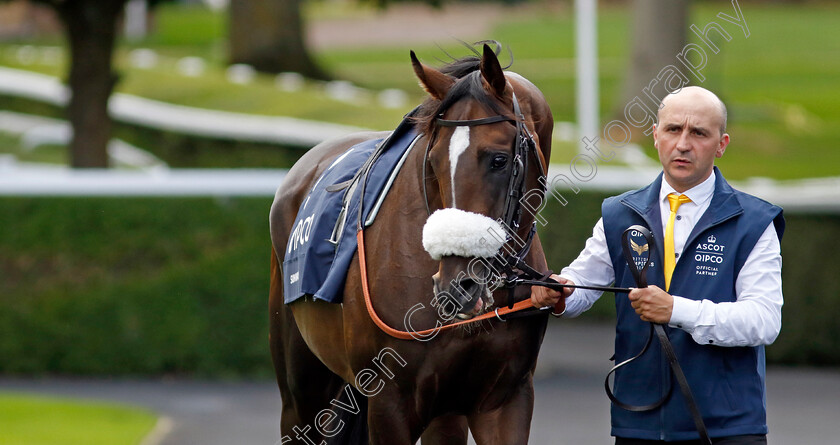 Sunway-0001 
 SUNWAY
Ascot 27 Jul 2024 - Pic Steven Cargill / Racingfotos.com