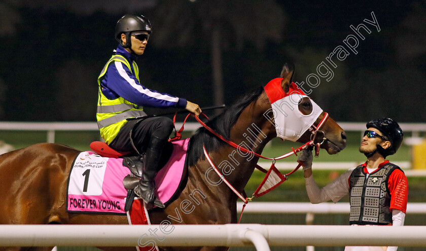 Forever-Young-0001 
 FOREVER YOUNG training for the UAE Derby 
Meydan Dubai 26 Mar 2024 - Pic Steven Cargill / Racingfotos.com