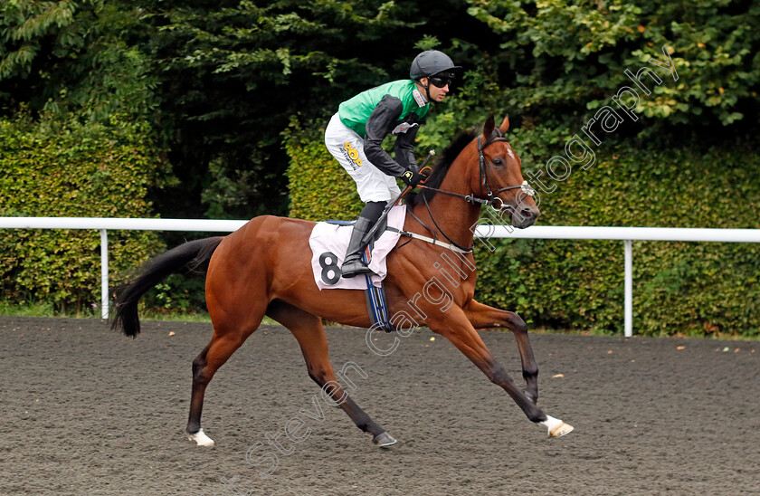 Verocity-0001 
 VEROCITY (Charles Bishop)
Kempton 7 Aug 2024 - Pic Steven Cargill / Racingfotos.com