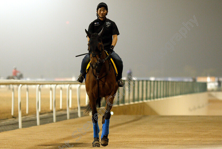 Almond-Eye-0002 
 ALMOND EYE training for The Dubai Turf
Meydan 29 Mar 2019 - Pic Steven Cargill / Racingfotos.com