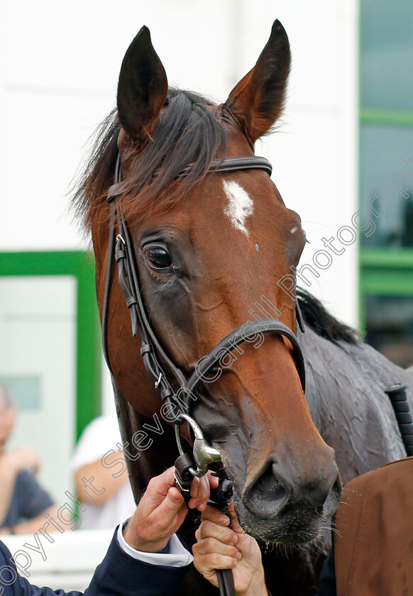 Zoology-0008 
 ZOOLOGY winner of The British Stallion Studs EBF Novice Stakes
Yarmouth 13 Sep 2022 - Pic Steven Cargill / Racingfotos.com