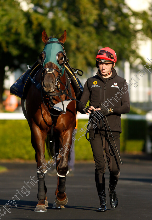 Cannonball-0002 
 CANNONBALL preparing for Royal Ascot
Ascot 14 Jun 2023 - Pic Steven Cargill / Racingfotos.com