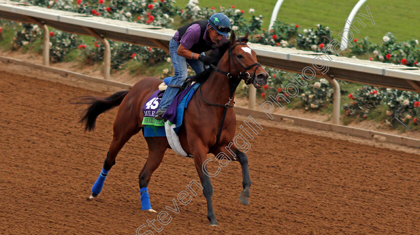 Heart-To-Heart-0001 
 HEART TO HEART exercising at Del Mar USA in preparation for The Breeders' Cup Mile 30 Oct 2017 - Pic Steven Cargill / Racingfotos.com