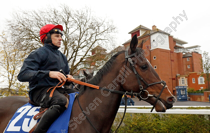 Berkenshtaaap-0001 
 BERKENSHTAAAP
Coral Gold Cup gallops morning Newbury 19 Nov 20234 - Pic Steven Cargill / Racingfotos.com