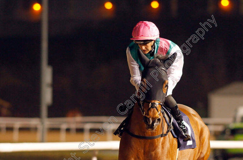 Star-Archer-0001 
 STAR ARCHER (Josephine Gordon) winner of The Betway Novice Stakes Wolverhampton 15 Jan 2018 - Pic Steven Cargill / Racingfotos.com