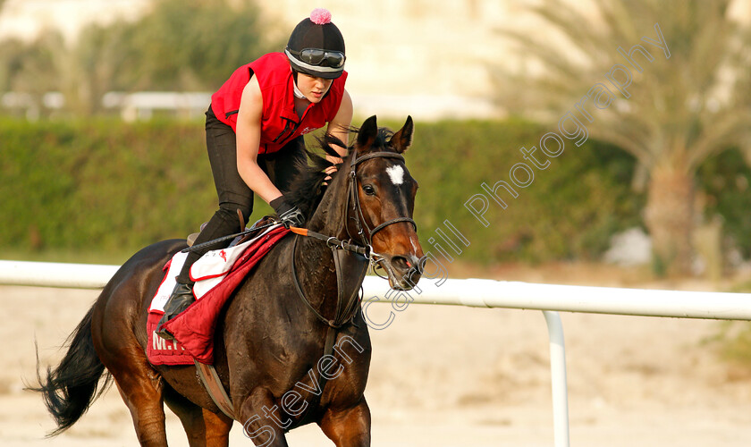 Certain-Lad-0005 
 CERTAIN LAD training for the Bahrain International Trophy
Rashid Equestrian & Horseracing Club, Bahrain, 18 Nov 2020