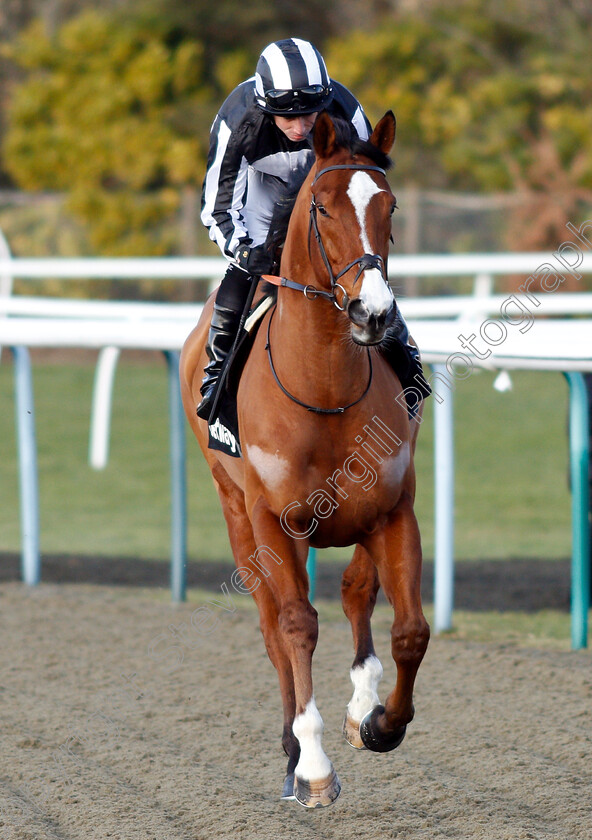 Cenotaph-0001 
 CENOTAPH (Ryan Moore)
Lingfield 2 Feb 2019 - Pic Steven Cargill / Racingfotos.com