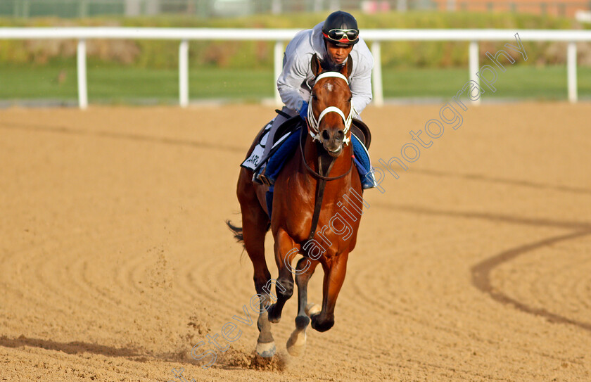 Albion-Square-0001 
 ALBION SQUARE exercising for trainer Mike de Kock
Meydan, Dubai, 3 Feb 2022 - Pic Steven Cargill / Racingfotos.com