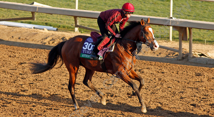 Anthony-Van-Dyck-0004 
 ANTHONY VAN DYCK training for The Breeders' Cup Turf
Santa Anita USA 31 Oct 2019 - Pic Steven Cargill / Racingfotos.com