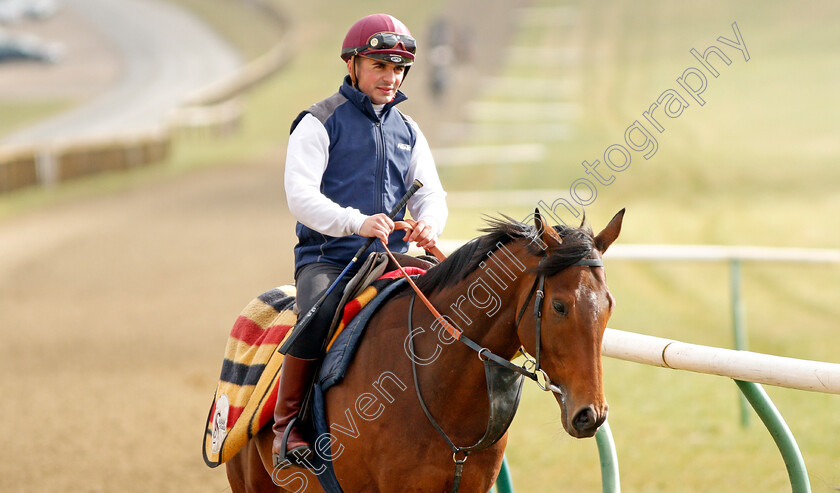 Willie-John-0002 
 WILLIE JOHN (Andrea Atzeni) walk back to their stables after exercising on Warren Hill Newmarket 23 Mar 2018 - Pic Steven Cargill / Racingfotos.com