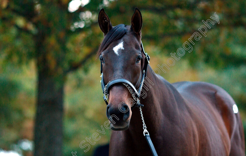 Lady-Aurelia-0004 
 LADY AURELIA before selling for $7.5million at Fasig Tipton, Lexington USA
4 Nov 2018 - Pic Steven Cargill / Racingfotos.com