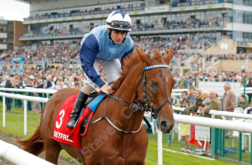 Power-Mode-0001 
 POWER MODE (Kieran O'Neill)
Doncaster 16 Sep 2023 - Pic Steven Cargill / Racingfotos.com