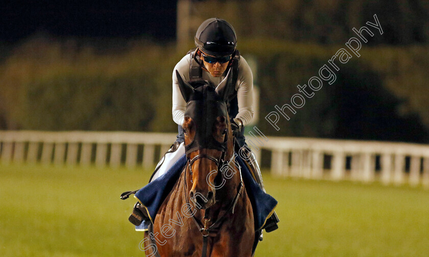 Vin-De-Garde-0001 
 VIN DE GARDE training for The Dubai Turf
Meydan, Dubai, 22 Mar 2023 - Pic Steven Cargill / Racingfotos.com