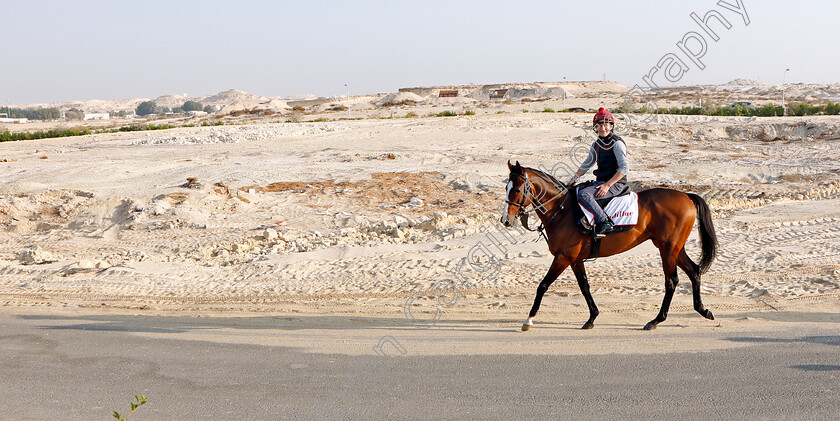 Cadillac-0001 
 CADILLAC (Shane Foley) exercising in preparation for Friday's Bahrain International Trophy
Sakhir Racecourse, Bahrain 17 Nov 2021 - Pic Steven Cargill / Racingfotos.com