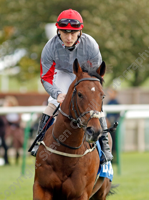 Squealer-0001 
 SQUEALER (Rowan Scott)
Newmarket 7 Oct 2022 - Pic Steven Cargill / Racingfotos.com