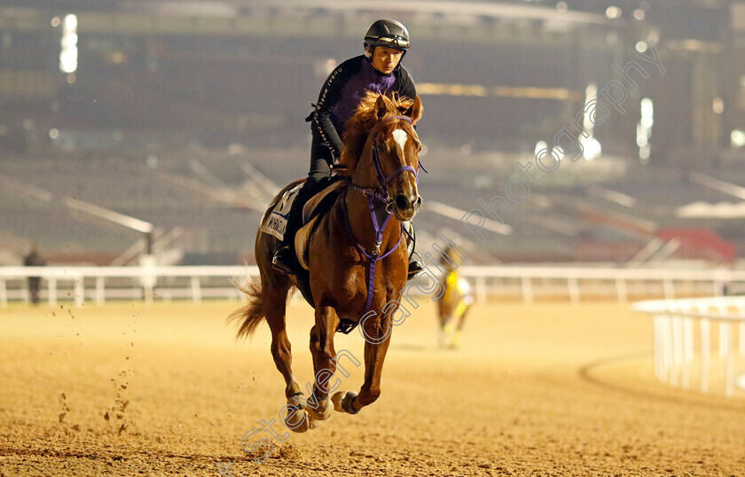 Win-Carnelian-0001 
 WIN CARNELIAN training for the Godolphin Mile
Meydan, Dubai, 21 Mar 2023 - Pic Steven Cargill / Racingfotos.com