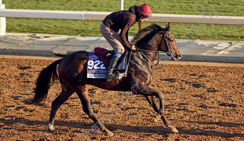 King-Neptune-0002 
 KING NEPTUNE training for The Breeders' Cup Juvenile Turf Sprint
Santa Anita USA 31 Oct 2019 - Pic Steven Cargill / Racingfotos.com