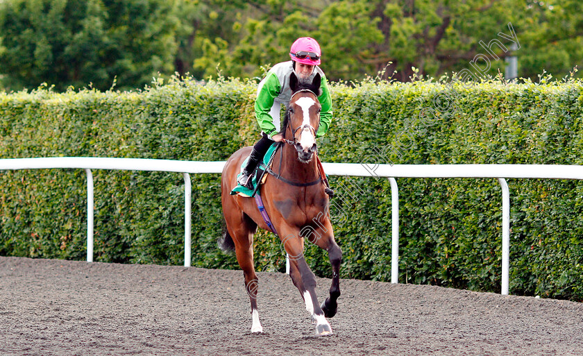 Four-Feet-0001 
 FOUR FEET (Amelia Glass)
Kempton 5 Jun 2019 - Pic Steven Cargill / Racingfotos.com